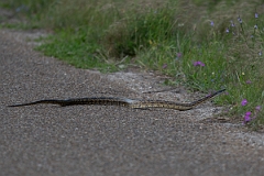DPPhotography - Texas - Texas rat snake, Elaphe obseoleta lindheimeri - B