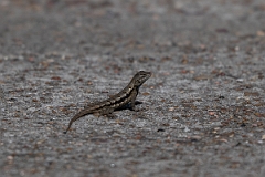 DPPhotography - Texas - Texas spiny lizard, Sceloporus olivaceus - A