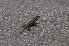 DPPhotography - Texas - Texas spiny lizard, Sceloporus olivaceus - B
