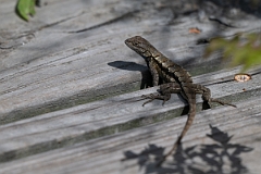 DPPhotography - Texas - Texas spiny lizard, Sceloporus olivaceus - C