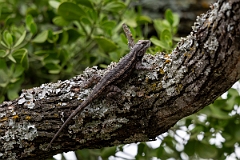 DPPhotography - Texas - Texas spiny lizard, Sceloporus olivaceus - D