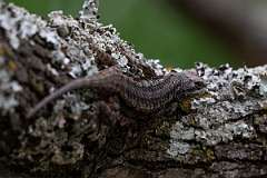 DPPhotography - Texas - Texas spiny lizard, Sceloporus olivaceus - E