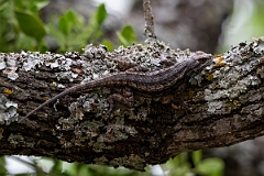 DPPhotography - Texas - Texas spiny lizard, Sceloporus olivaceus - F