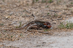 DPPhotography - Texas - Texas spotted whiptail, Aspidoscelis gularis - A
