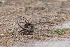 DPPhotography - Texas - Texas spotted whiptail, Aspidoscelis gularis - B
