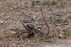 DPPhotography - Texas - Texas spotted whiptail, Aspidoscelis gularis - C