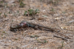 DPPhotography - Texas - Texas spotted whiptail, Aspidoscelis gularis - D