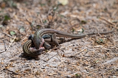 DPPhotography - Texas - Texas spotted whiptail, Aspidoscelis gularis - E
