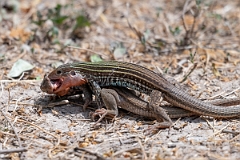 DPPhotography - Texas - Texas spotted whiptail, Aspidoscelis gularis - F