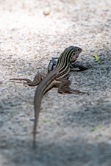 DPPhotography - Texas - Texas spotted whiptail, Aspidoscelis gularis - G