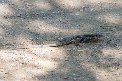 DPPhotography - Texas - Texas spotted whiptail, Aspidoscelis gularis - H