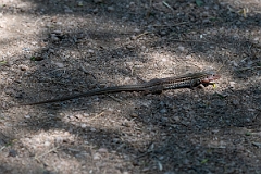 DPPhotography - Texas - Texas spotted whiptail, Aspidoscelis gularis - I