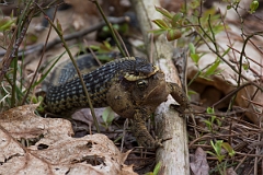 DPPhotography - USA - Common garter snake - A