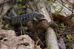 DPPhotography - USA - Common garter snake - B