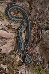 DPPhotography - USA - Common garter snake - C