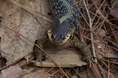 DPPhotography - USA - Common garter snake - D