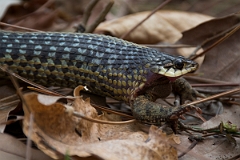 DPPhotography - USA - Common garter snake - E