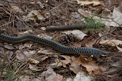 DPPhotography - USA - Common garter snake - F