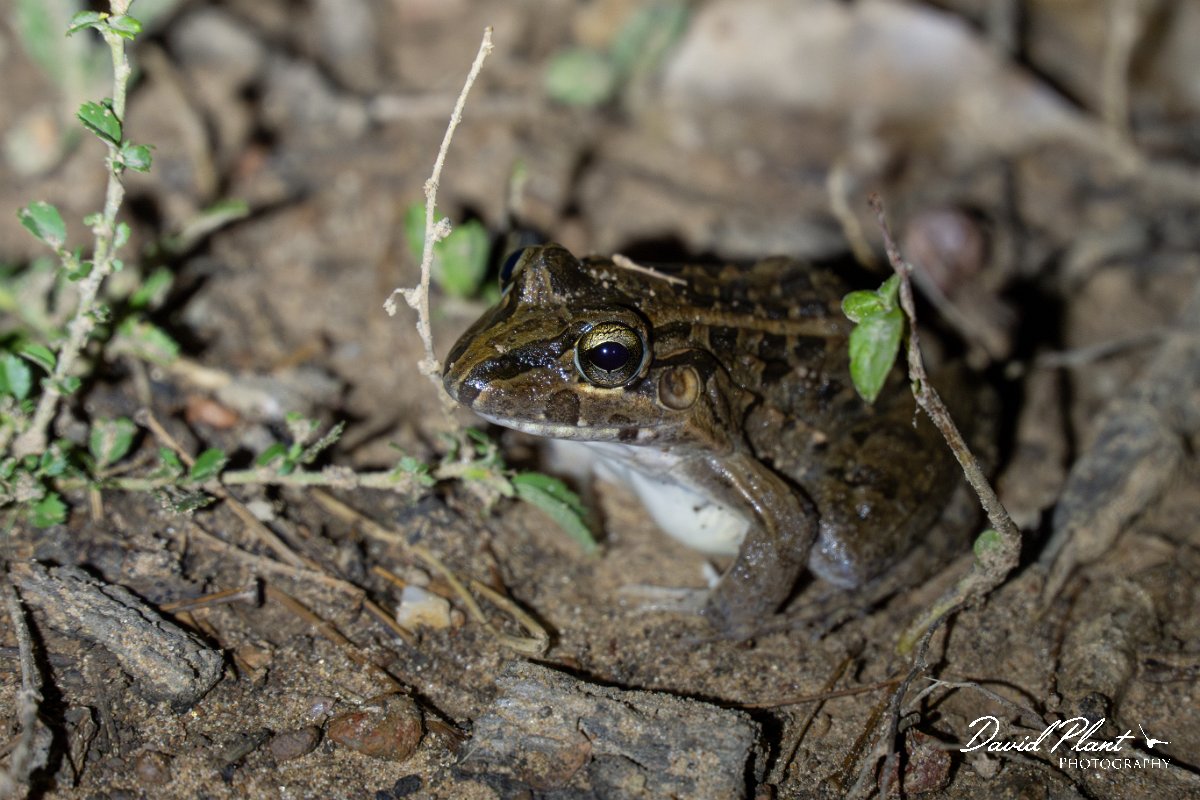 DPP - Pantanal - Chaco frog, Leptodactylus chaquensis - A.jpg - Chaco frog, Leptodactylus chaquensis - Pantanal, Brazil