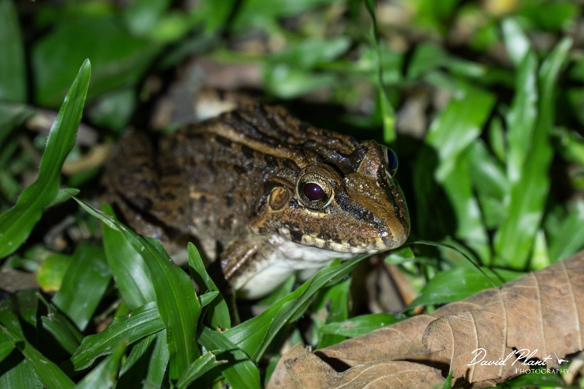 DPP - Pantanal - Chaco frog, Leptodactylus chaquensis - B.jpg - Chaco frog, Leptodactylus chaquensis - Pantanal, Brazil