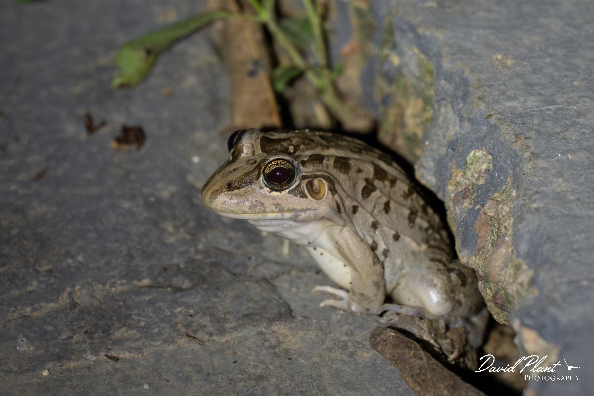 DPP - Pantanal - Chaco frog, Leptodactylus chaquensis - C.jpg - Chaco frog, Leptodactylus chaquensis - Pantanal, Brazil