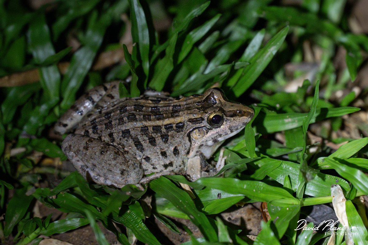 DPP - Pantanal - Chaco frog, Leptodactylus chaquensis - D.jpg - Chaco frog, Leptodactylus chaquensis - Pantanal, Brazil