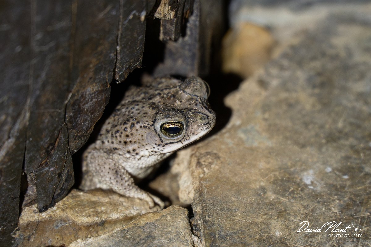 DPP - Pantanal - Chaco granulated toad, Rhinella major - A.jpg - Chaco granulated toad, Rhinella major - Pantanal, Brazil