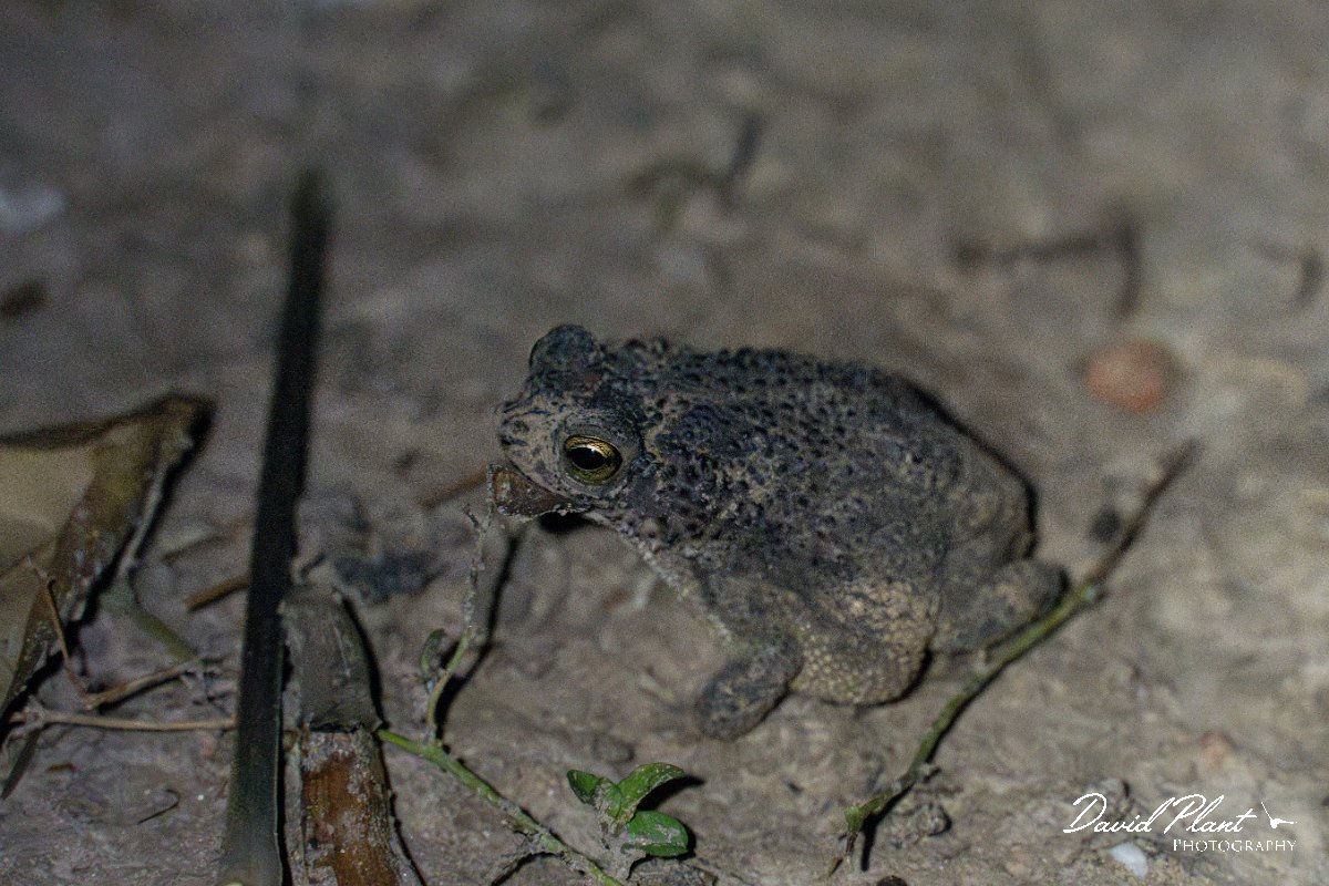 DPP - Pantanal - Chaco granulated toad, Rhinella major - B.jpg - Chaco granulated toad, Rhinella major - Pantanal, Brazil