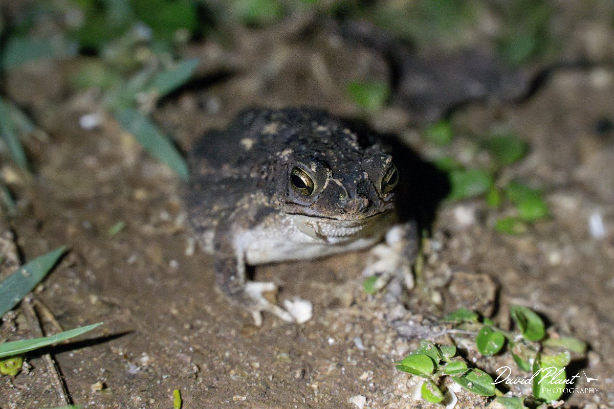 DPP - Pantanal - Chaco granulated toad, Rhinella major - D.jpg - Chaco granulated toad, Rhinella major - Pantanal, Brazil