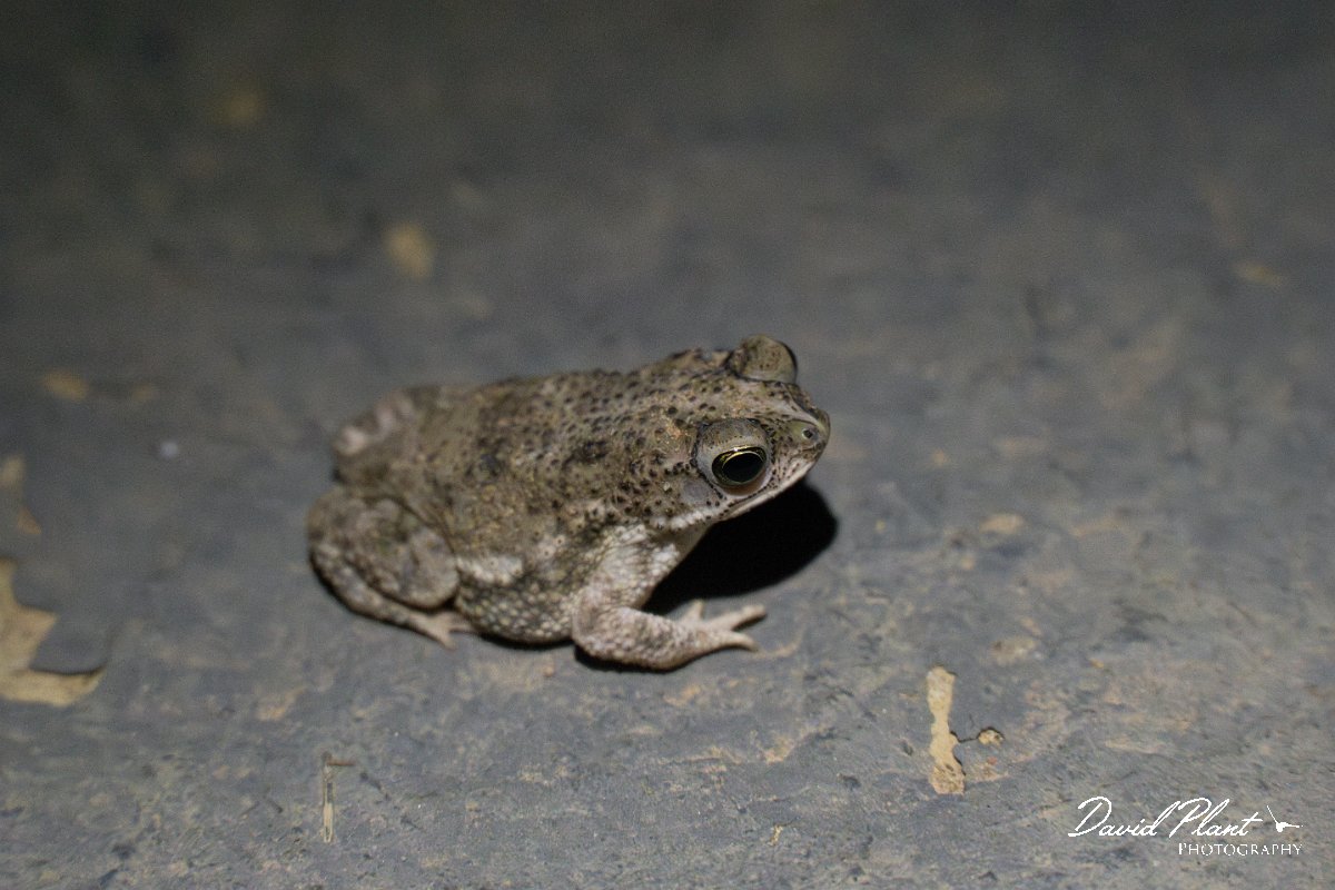 DPP - Pantanal - Chaco granulated toad, Rhinella major - E.jpg - Chaco granulated toad, Rhinella major - Pantanal, Brazil