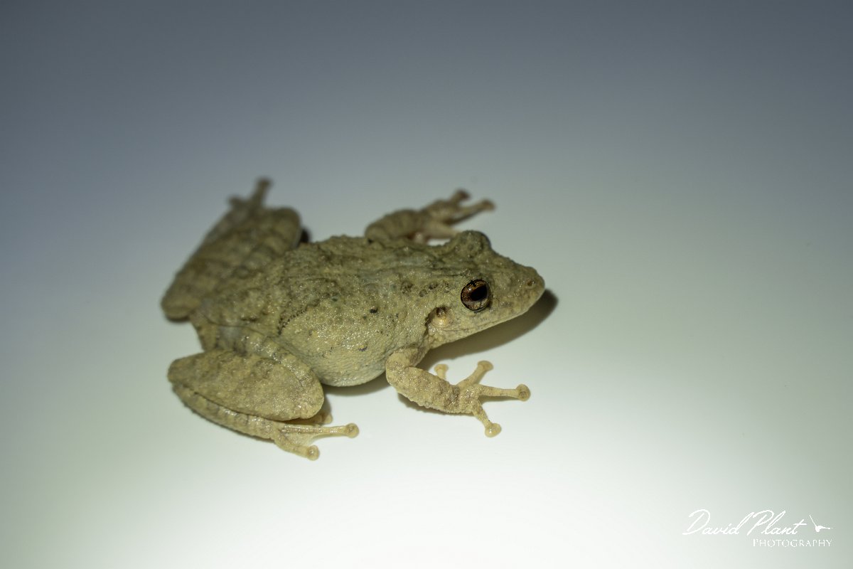 DPP - Pantanal - Scinax acuminatus - A.jpg - Mato Grosso snouted tree frog, Scinax acuminatus - Pantanal, Brazil