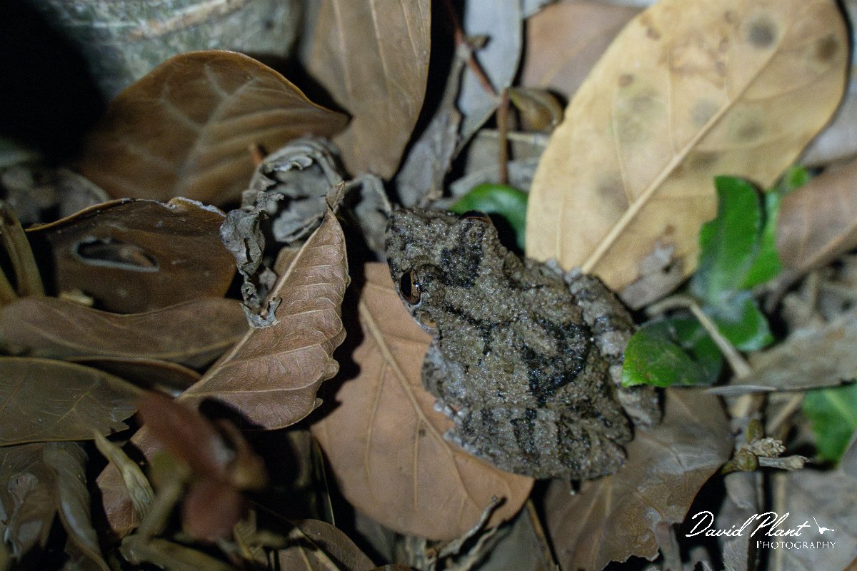 DPP - Pantanal - Scinax acuminatus - B.jpg - Mato Grosso snouted tree frog, Scinax acuminatus - Pantanal, Brazil