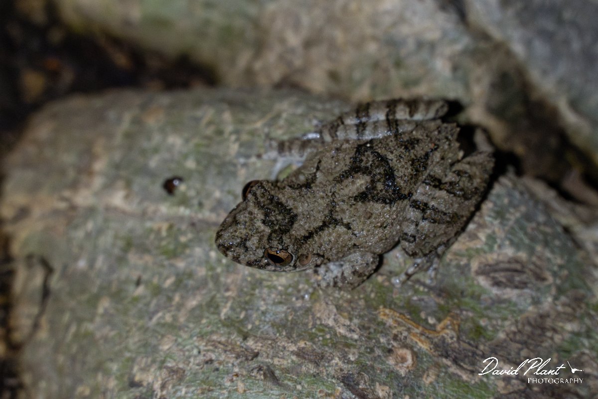 DPP - Pantanal - Scinax acuminatus - C.jpg - Mato Grosso snouted tree frog, Scinax acuminatus - Pantanal, Brazil