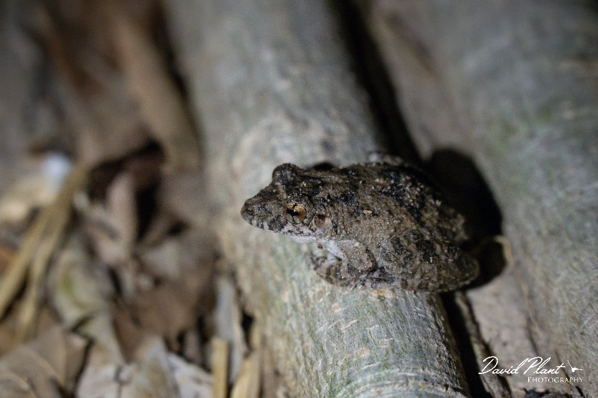 DPP - Pantanal - Scinax acuminatus - D.jpg - Mato Grosso snouted tree frog, Scinax acuminatus - Pantanal, Brazil