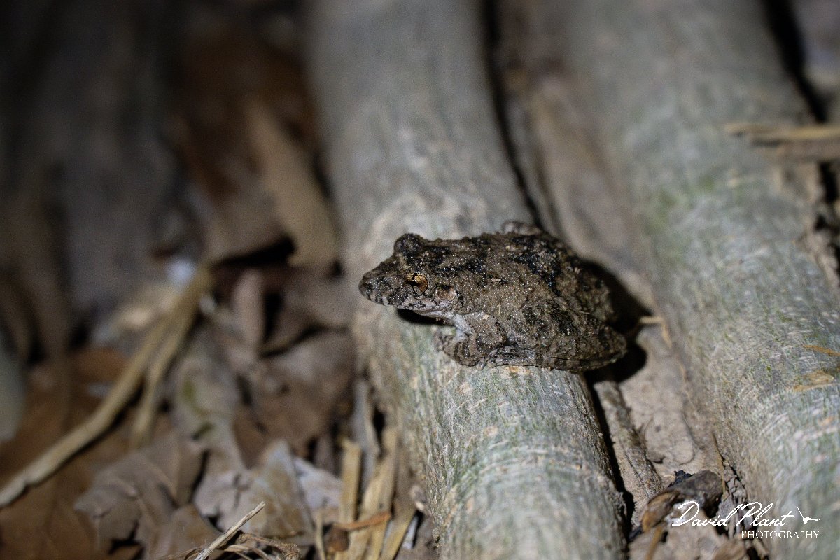 DPP - Pantanal - Scinax acuminatus - E.jpg - Mato Grosso snouted tree frog, Scinax acuminatus - Pantanal, Brazil