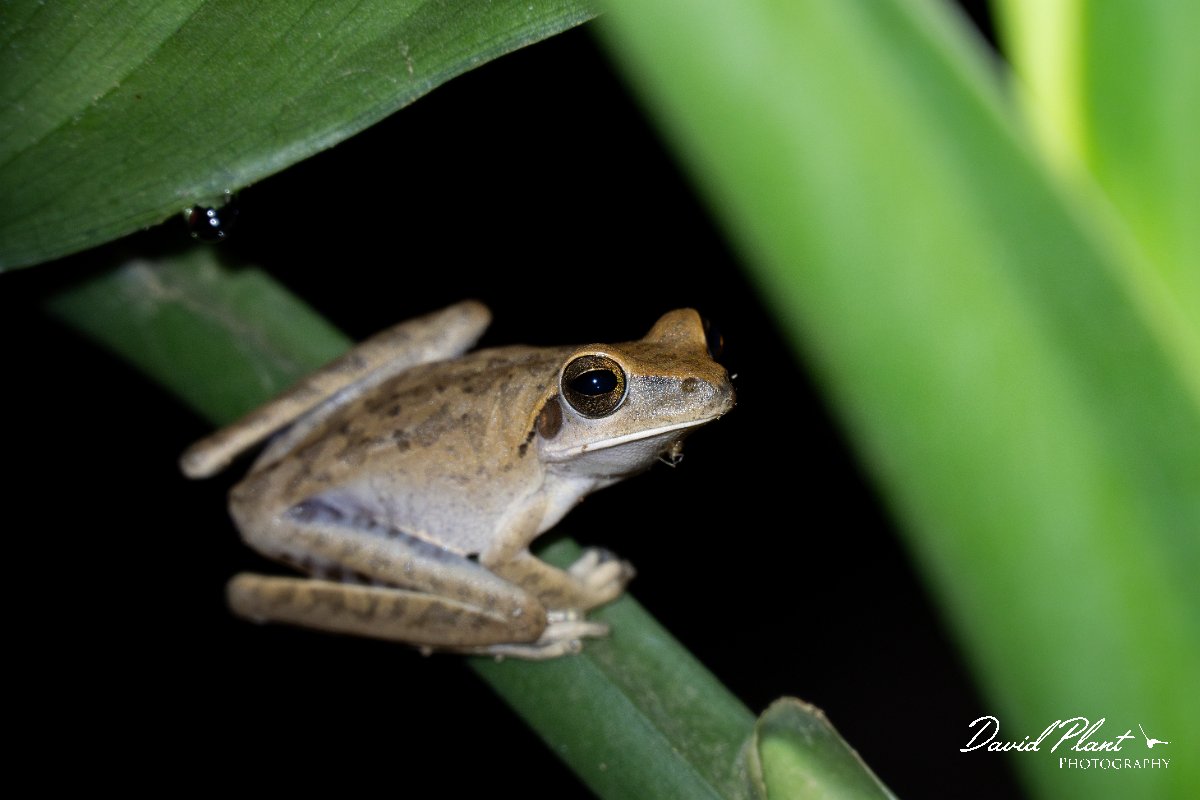 DPP - Pantanal - Scinax fuscovarius - C.jpg - Fuscous-blotched snouted tree frog, Scinax fuscovarius - Pantanal, Brazil