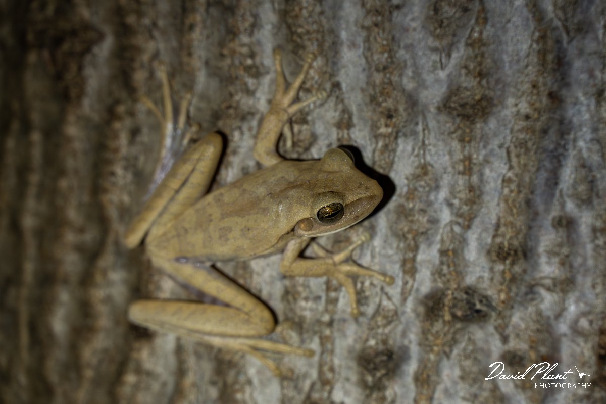 DPP - Pantanal - Scinax fuscovarius - D.jpg - Fuscous-blotched snouted tree frog, Scinax fuscovarius - Pantanal, Brazil