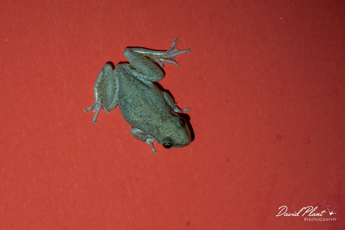 DPP - Pantanal - Scinax nasicus - A.jpg - Lesser snouted tree frog, Scinax nasicus - Pantanal, Brazil