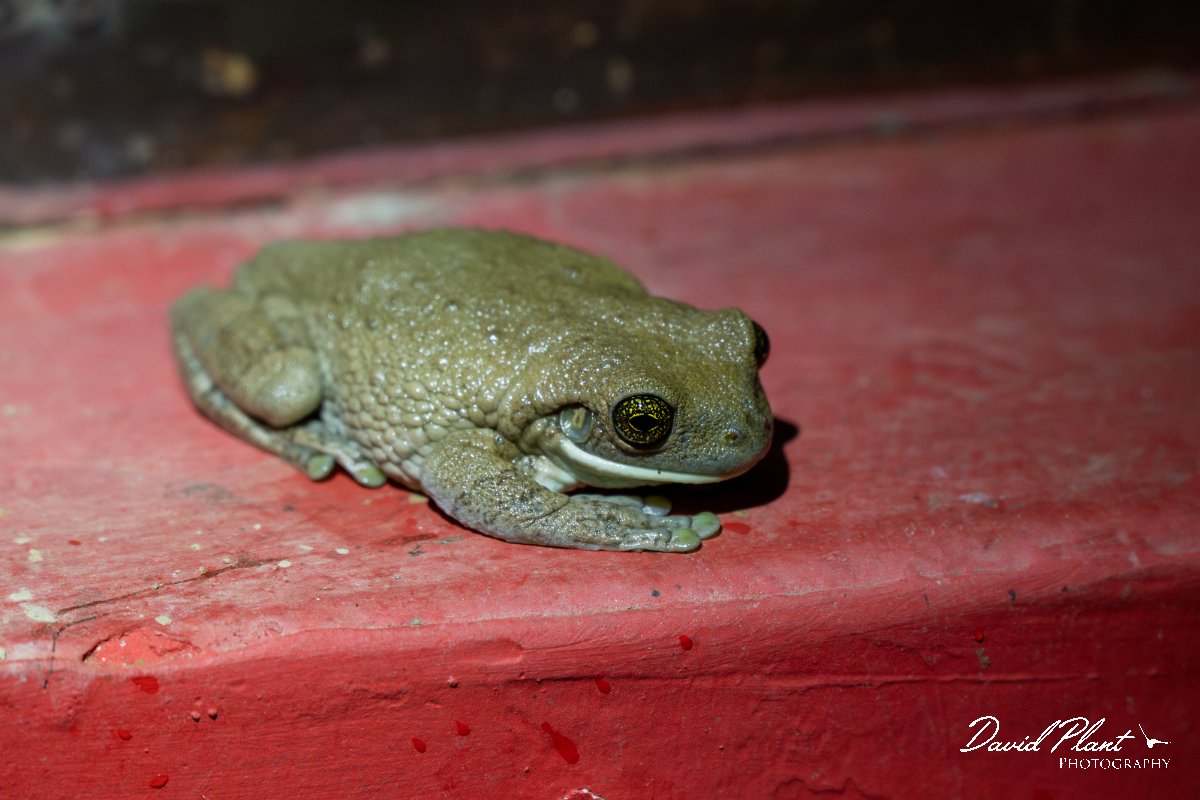 DPP - Pantanal - Trachycephalus typhonius - A.jpg - Veined tree frog, Trachycephalus typhonius - Pantanal, Brazil