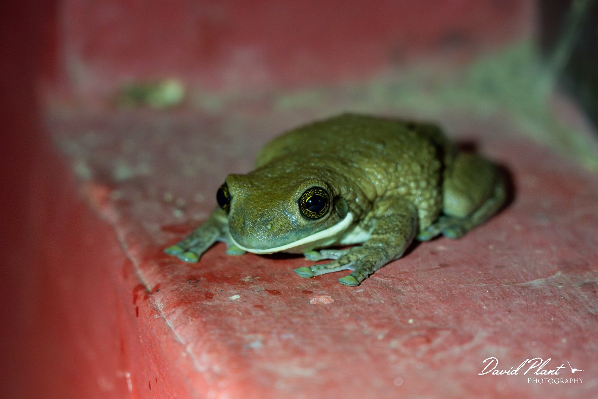 DPP - Pantanal - Trachycephalus typhonius - B.jpg - Veined tree frog, Trachycephalus typhonius - Pantanal, Brazil