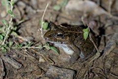DPP - Pantanal - Chaco frog, Leptodactylus chaquensis - A