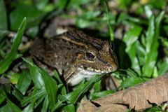DPP - Pantanal - Chaco frog, Leptodactylus chaquensis - B