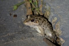 DPP - Pantanal - Chaco frog, Leptodactylus chaquensis - C