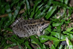 DPP - Pantanal - Chaco frog, Leptodactylus chaquensis - D