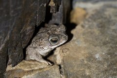 DPP - Pantanal - Chaco granulated toad, Rhinella major - A