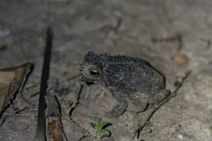 DPP - Pantanal - Chaco granulated toad, Rhinella major - B