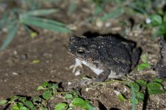DPP - Pantanal - Chaco granulated toad, Rhinella major - C