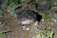 DPP - Pantanal - Chaco granulated toad, Rhinella major - D