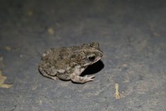 DPP - Pantanal - Chaco granulated toad, Rhinella major - E
