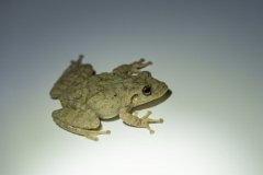 DPP - Pantanal - Scinax acuminatus - A